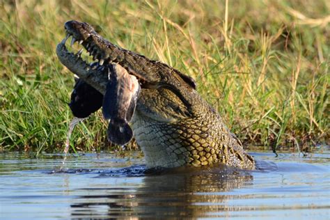 What Do Crocodiles Eat? (Crocodile Diet Explained) – Fauna Facts