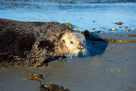 Alaska Sea Otter Photograph by Debra Miller