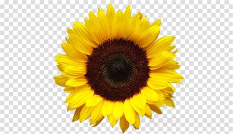 Sunflower Background Cartoon