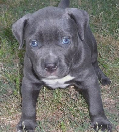 Blue eyes Pitbull Puppies for Adoption for Sale in Juneau, Alaska Classified | AmericanListed.com