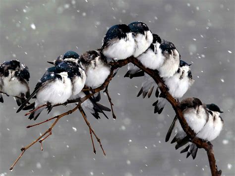 Free Winter Birds Desktop Wallpaper - WallpaperSafari