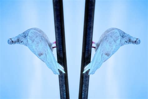 Free download | HD wallpaper: Background, Mirror, Reflection, optical illusion, bird, dove ...