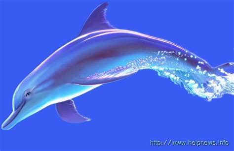 Blue Dolphin