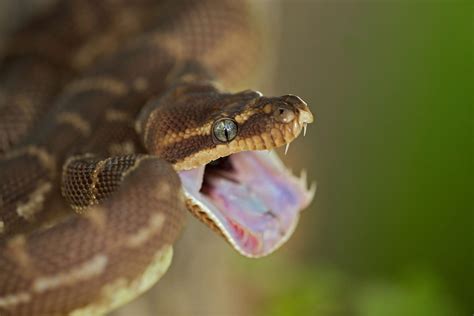 Which snakes have the sharpest teeth? Scientists are closer to answering the question ...