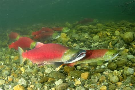 Alaskan Sockeye Salmon Catches Break Records ⋆ Bellingham Cold Storage