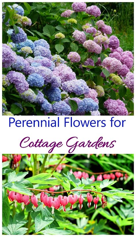 Cottage Garden Plants - Perennials Annuals & Bulbs for Cottage Gardens