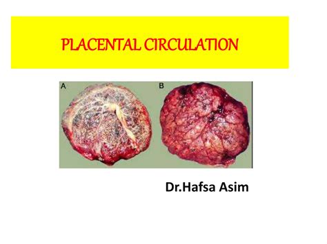 Placental circulation | PPT