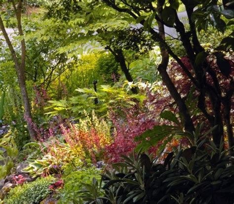 Dry shade: Gardening under trees poses challenges | Shade perennials ...