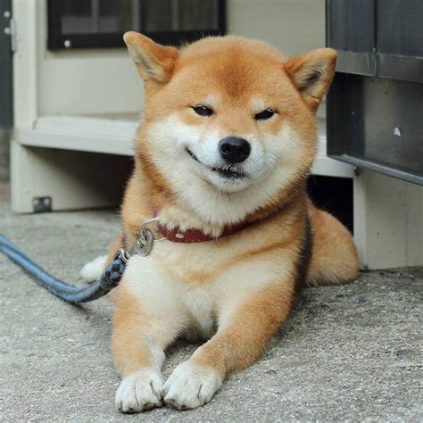 Ryuji has a cunning smile : r/aww