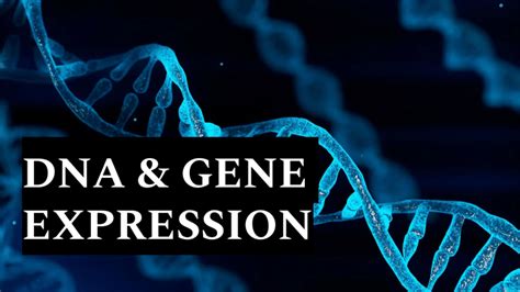 DNA & Gene Expression Slides