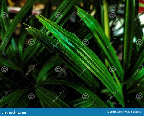 Green Palm Leaves for Background or Wallpaper Stock Image - Image of green, wallpaper: 284562307