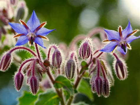 Growing Borage - How To Grow And Use Borage Plant In The Garden