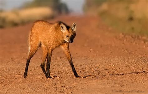 Pin by Gervasio Robles Hurtado on fauna | Animals, Fauna, Fox