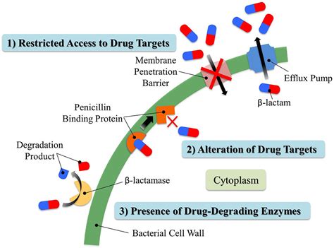 Beta Lactam Antibiotics Mechanism Of Action