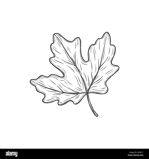 Viburnum lantana Stock Vector Images - Alamy
