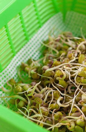 Basic Guide for Sprouting Seeds | Nature Jim's | Utah