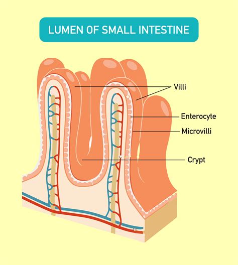 The location of the villi is:(a)Large intestine(b)Small intestine(c ...