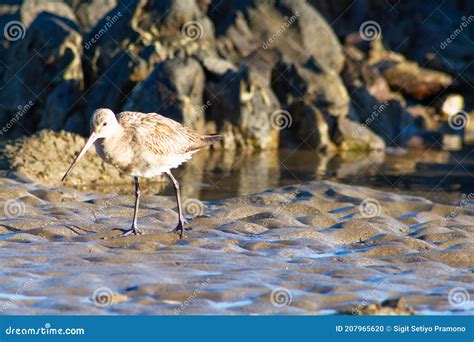 A Cute Bird Was Looking Fish at Shore Area, Dili Timor Leste Stock Photo - Image of beach, life ...