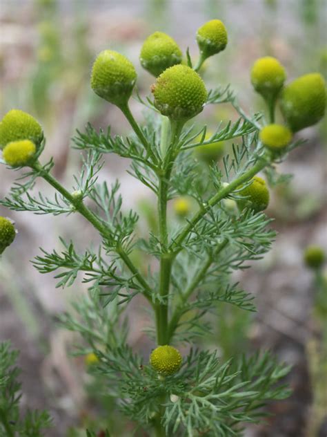 Matricaria discoidea - Pineapple Weed | World of Flowering Plants