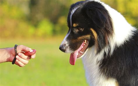 Methods to Train Australian Shepherd Dog- Strategies and Techniques for ...