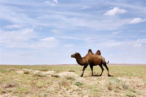 What Animals Live In The Gobi Desert? - WorldAtlas