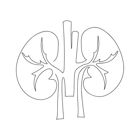 Kidneys human organ drawn by one line. Anatomical sketch. Continuous line drawing art. Simple ...