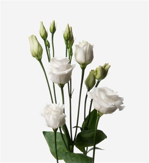 White Lisianthus Flower | ubicaciondepersonas.cdmx.gob.mx