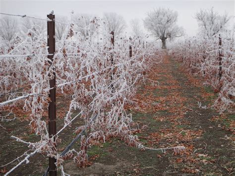 Winter @ Churchill Vineyards, Fallon, Nevada | Cold winter, Vineyard ...