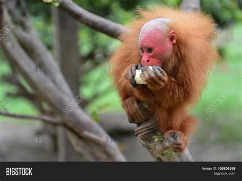 Uakari Common Name New World Image & Photo | Bigstock