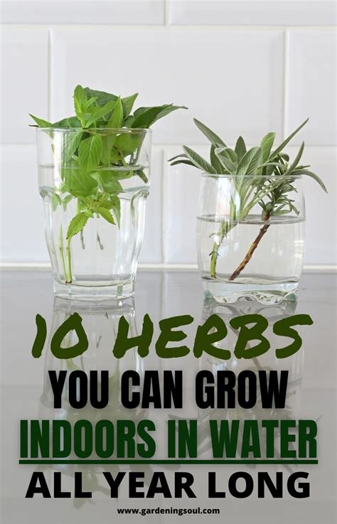 10 Herbs You Can Grow Indoors in Water All Year Long | Indoor vegetable gardening, Growing ...