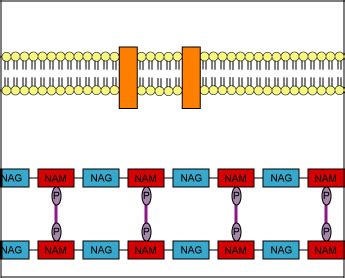 Mechanism Of Action Of Penicillin In Pharmacology - IMAGESEE