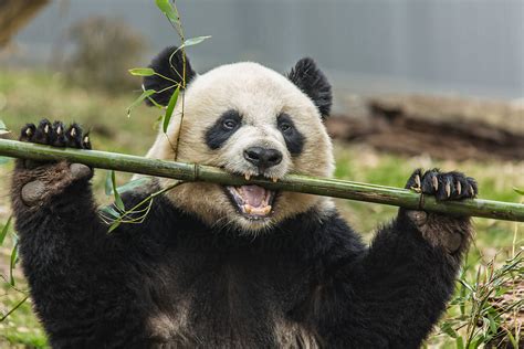A giant panda eating bamboo by Adam Nixon - Stocksy United