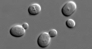 Budding Yeast Cells: Under Microscope