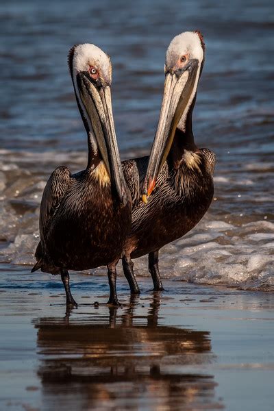 Coastal Georgia Wildlife photographs