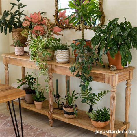 Watering Indoor Plants, A Complete Guide | Joy Us Garden