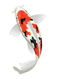 Premium Vector | Koi fish japan in red and white kohaku pattern in 2024 ...