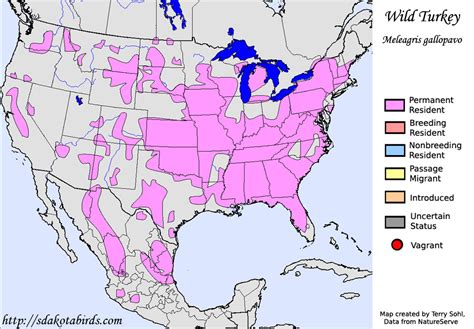 Wild Turkey - Species Range Map