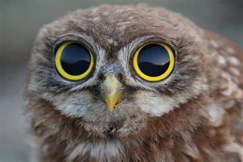 Baby Owl with VERY BIG eyes! | Ojos de buho, Owl, Documentales de animales