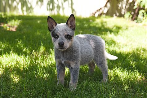 "10 Week Old Cute Australian Blue Heeler Puppy Dog" by Stocksy Contributor "Natalie JEFFCOTT ...