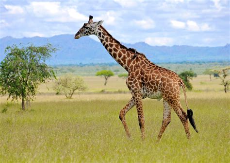 Masai giraffes have just been declared endangered