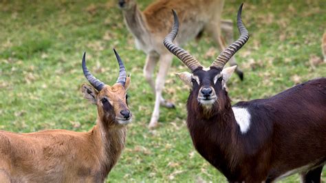 Nile Lechwe | San Diego Zoo Animals & Plants