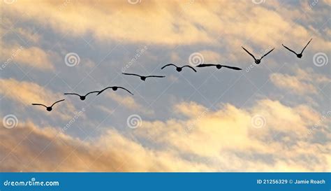 Canada Geese Fly Sunset Silhouettes Stock Image - Image of flight, fowl: 21256329