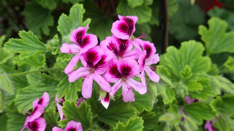 Pelargonium Graveolens