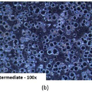 Microstructures of the nodular cast iron with low silicon content; (a ...