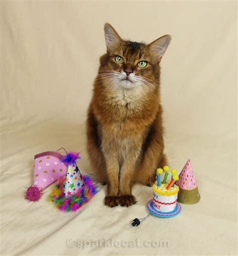 Birthday Hat Cat - Summer’s Fabulous Cat Life