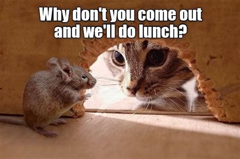 Why don't you come out and we'll do lunch? - Lolcats - lol | cat memes ...