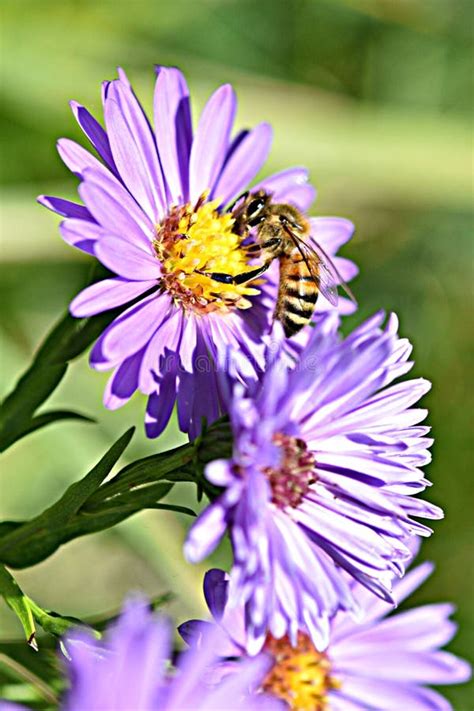 Beautiful Purple Flowers Honey Bee Pollinate Mirco Photo Vibrant Stock Photo - Image of ...