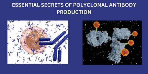 Essential Secrets of Polyclonal Antibody Production - Biomatik