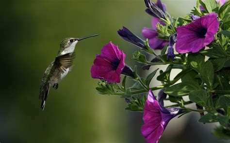 Hummingbird Wallpaper Background (70+ images)