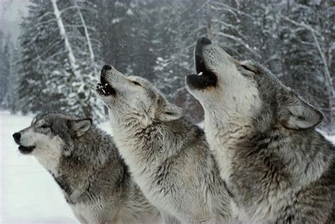 wolf | gray wolf pack howl - Living with Wolves